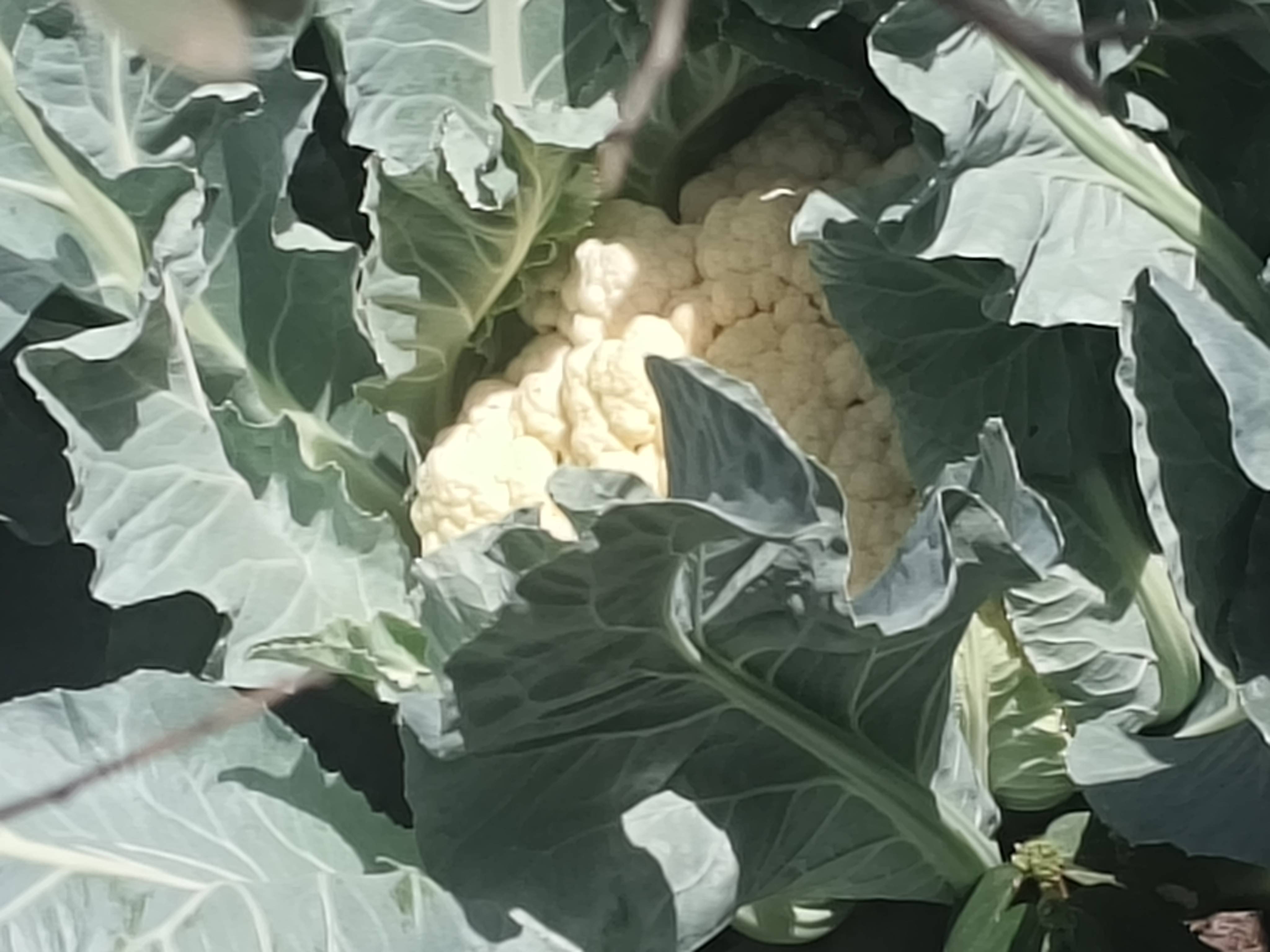 Early Cauliflower बिक्री के लिए, नासिक, महाराष्ट्र
