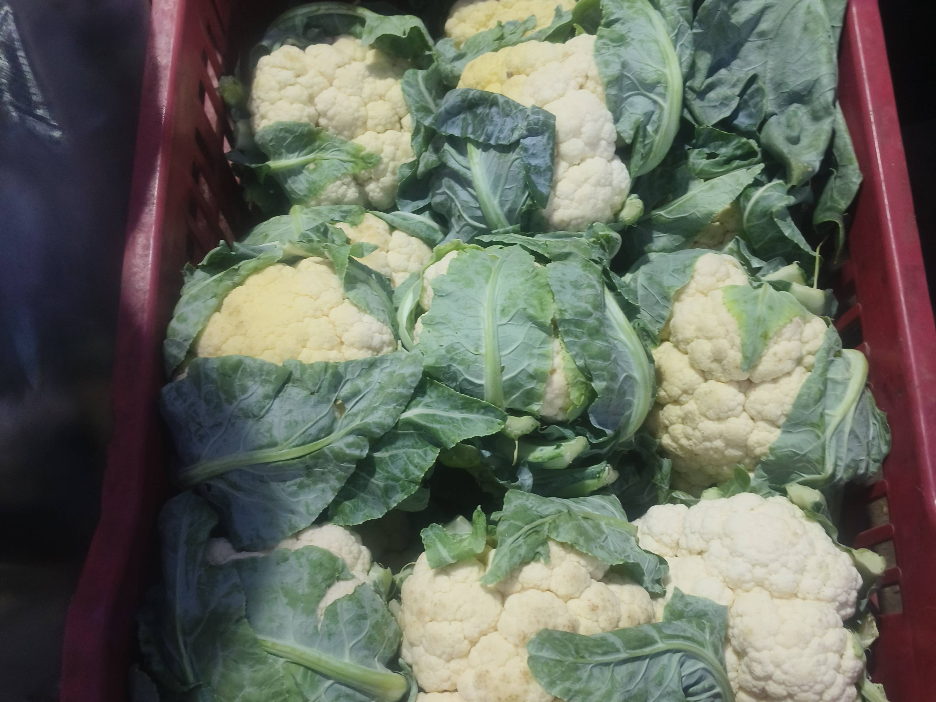Early Cauliflower बिक्री के लिए, नासिक, महाराष्ट्र