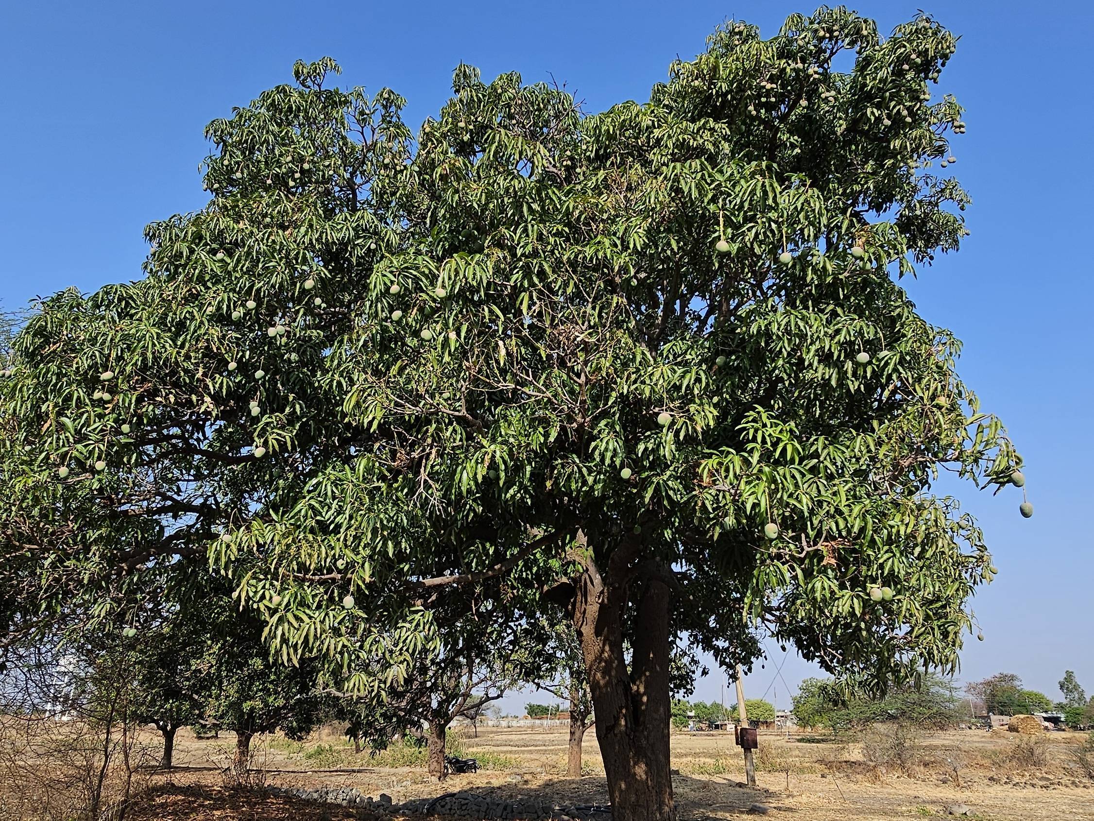 Dasheri for sale in Beed, Maharashtra