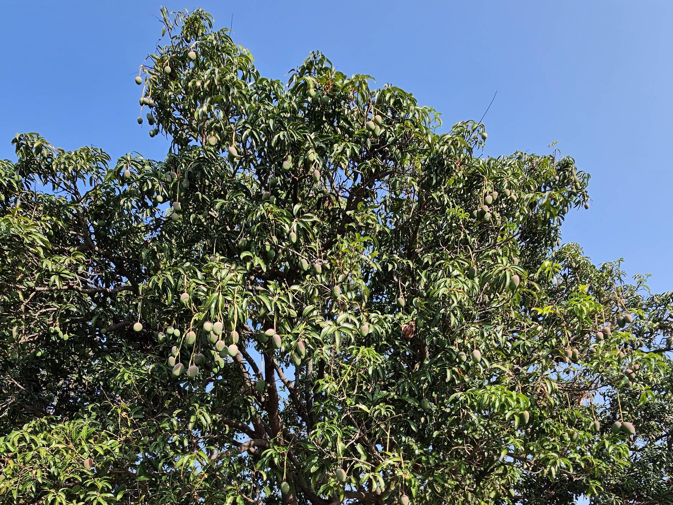 Dasheri for sale in Beed, Maharashtra