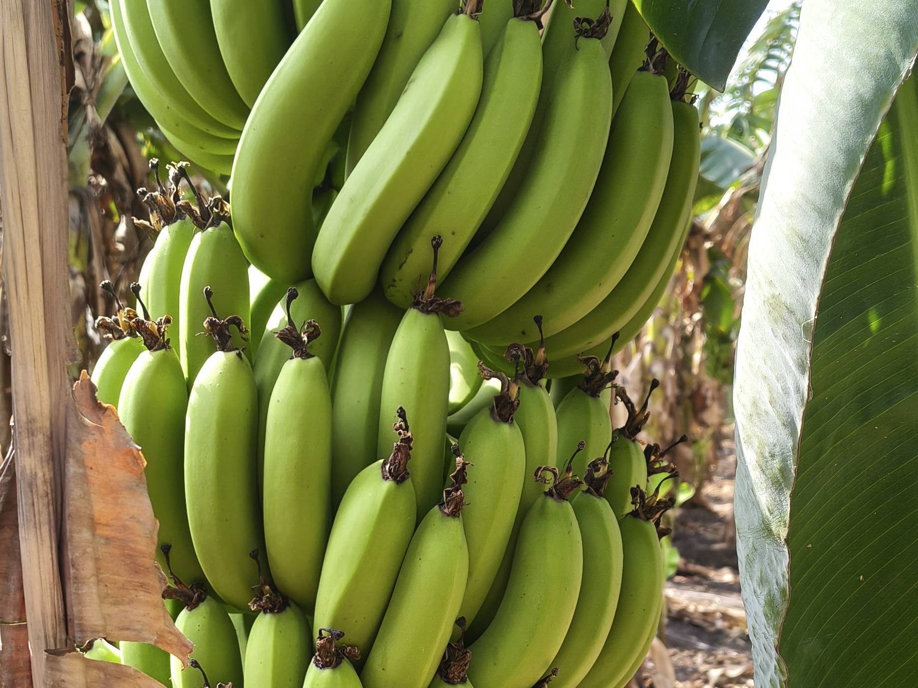 Green Banana विक्रीसाठी, जळगाव, महाराष्ट्र