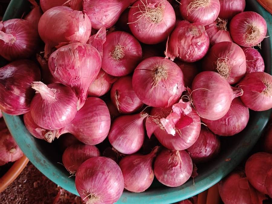 Summer Onion विक्रीसाठी, नाशिक, महाराष्ट्र