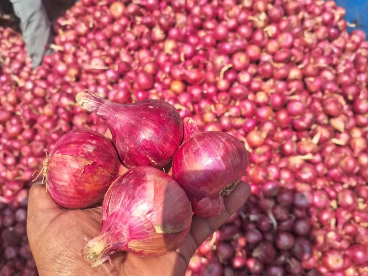 Summer Onion विक्रीसाठी, नाशिक, महाराष्ट्र