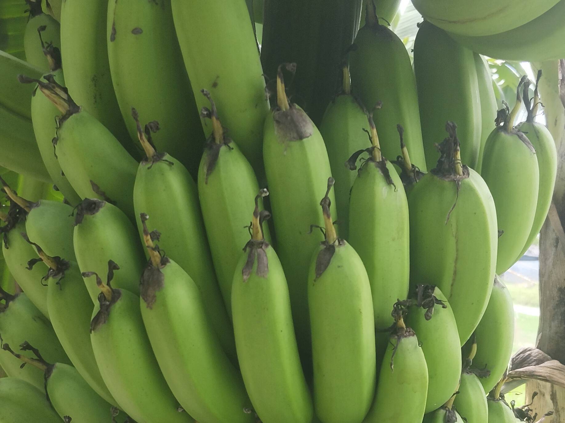 Grand Naine (G9) Banana for sale in Kheri, Uttar Pradesh