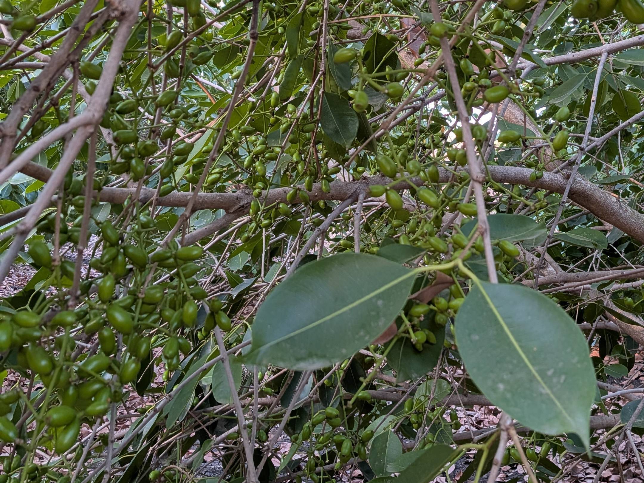 Java Plum विक्रीसाठी, अहिल्यानगर, महाराष्ट्र