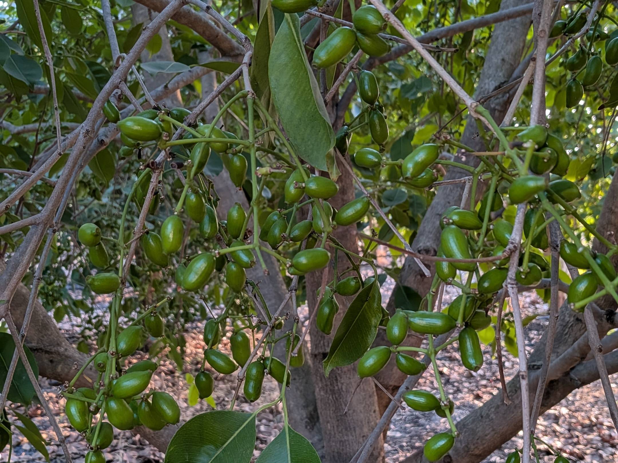 Java Plum विक्रीसाठी, अहिल्यानगर, महाराष्ट्र