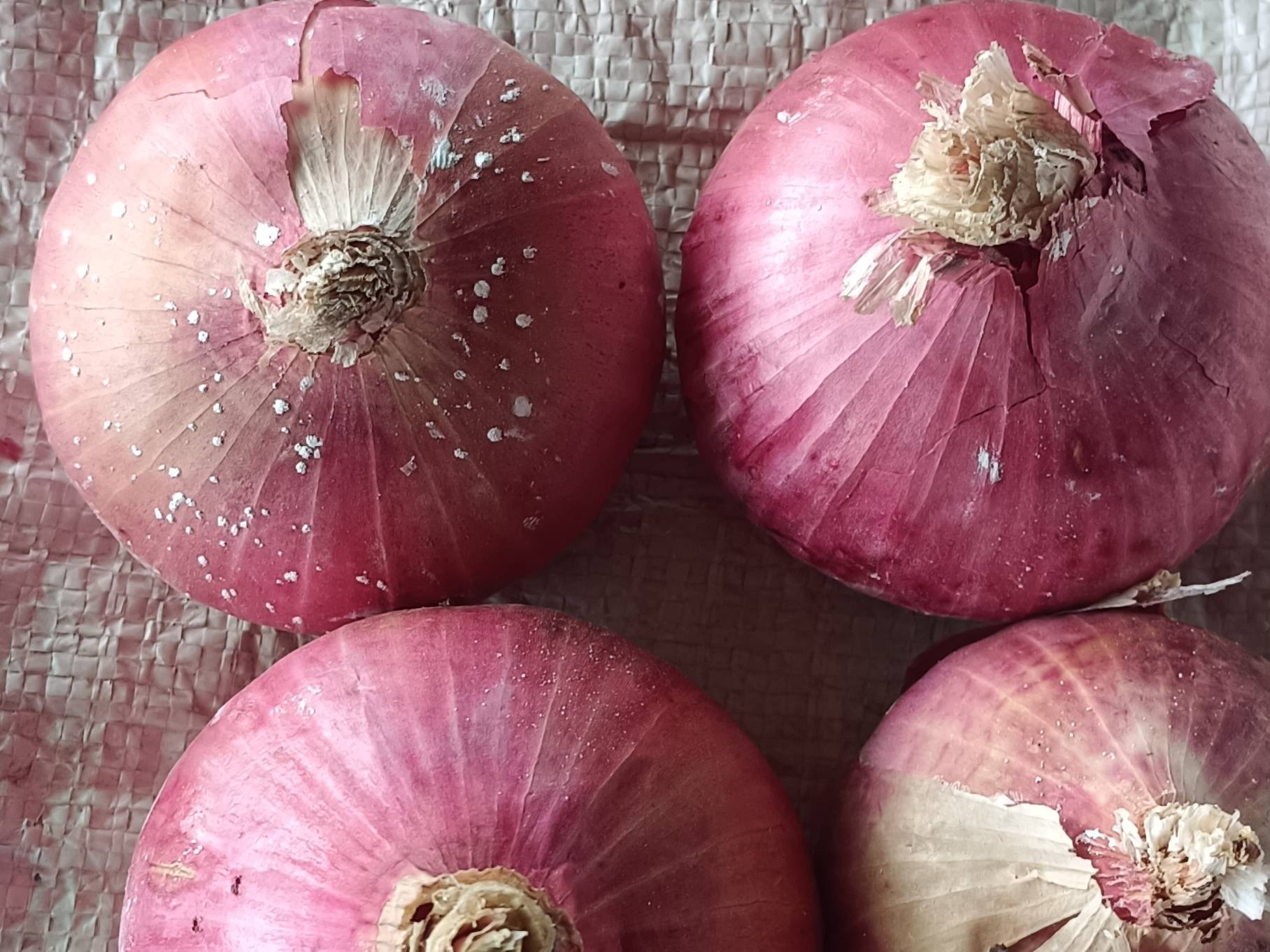 Summer Onion for sale in Ahilyanagar, Maharashtra