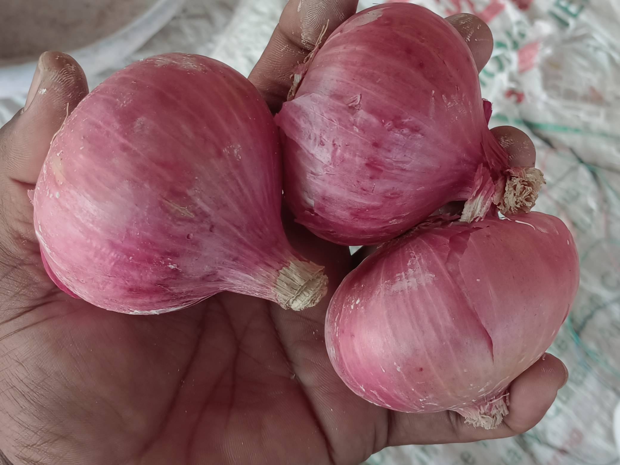 Summer Onion for sale in Ahilyanagar, Maharashtra