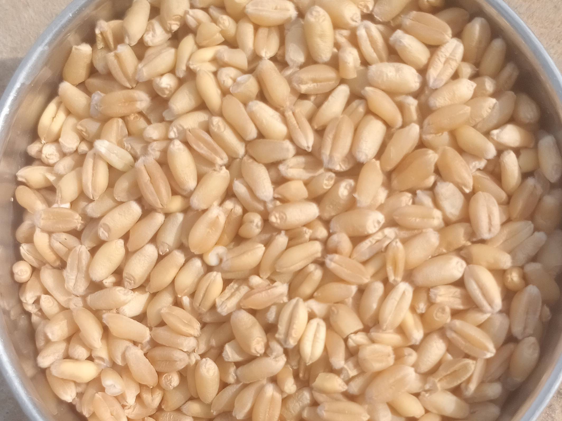 Durum बिक्री के लिए, दौसा, राजस्थान