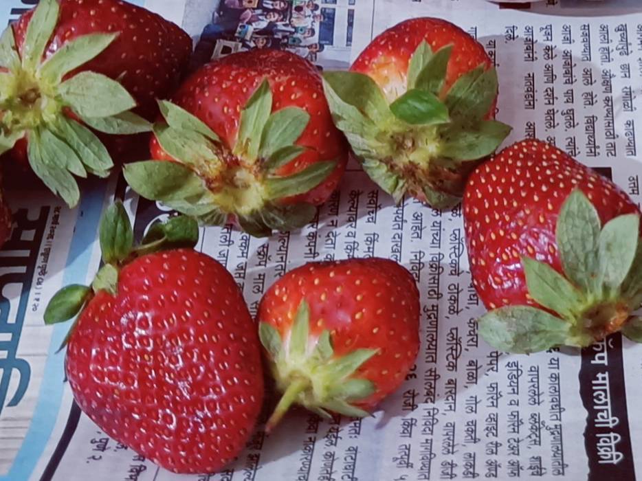 Sweet Sensation for sale in Pune, Maharashtra