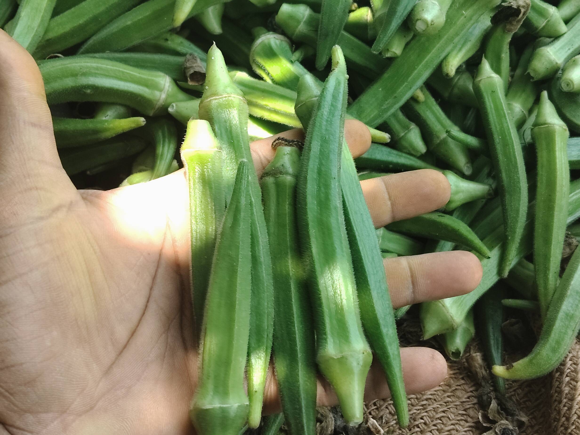 Parbhani Kranti बिक्री के लिए, सांगली, महाराष्ट्र