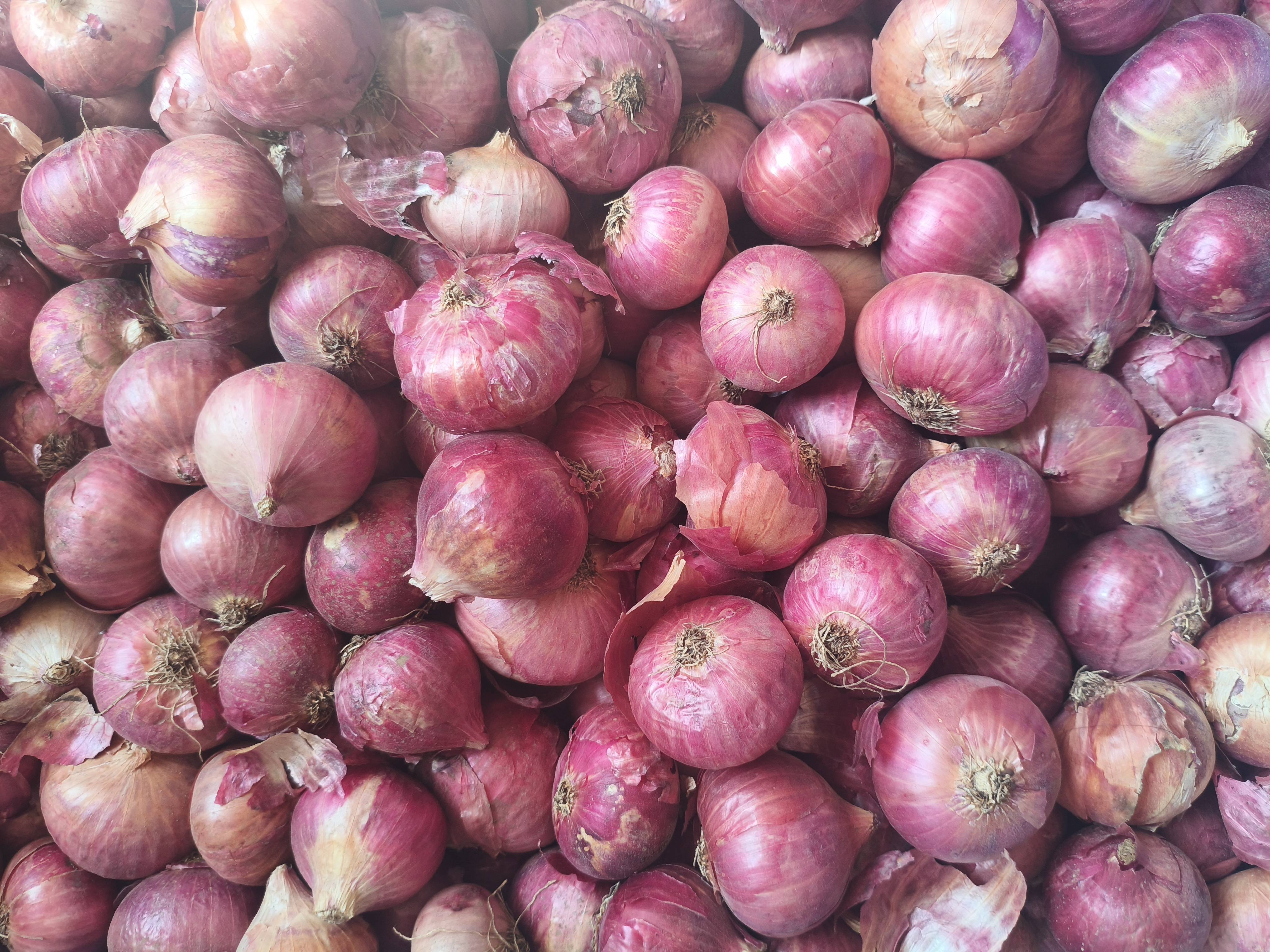 Red Onion for sale in Pune, Maharashtra