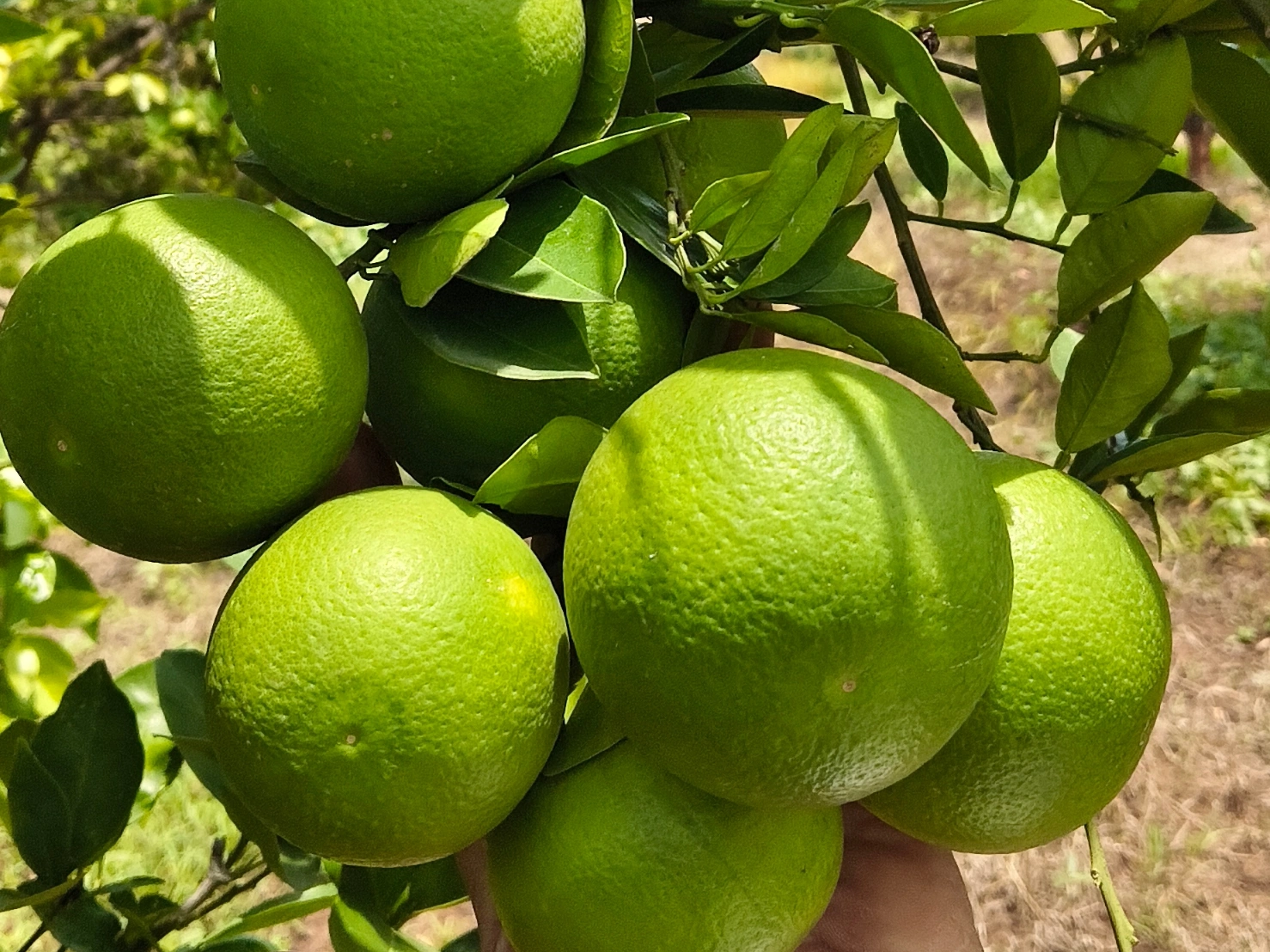 Golden Mousambi बिक्री के लिए, छत्रपति संभाजीनगर, महाराष्ट्र