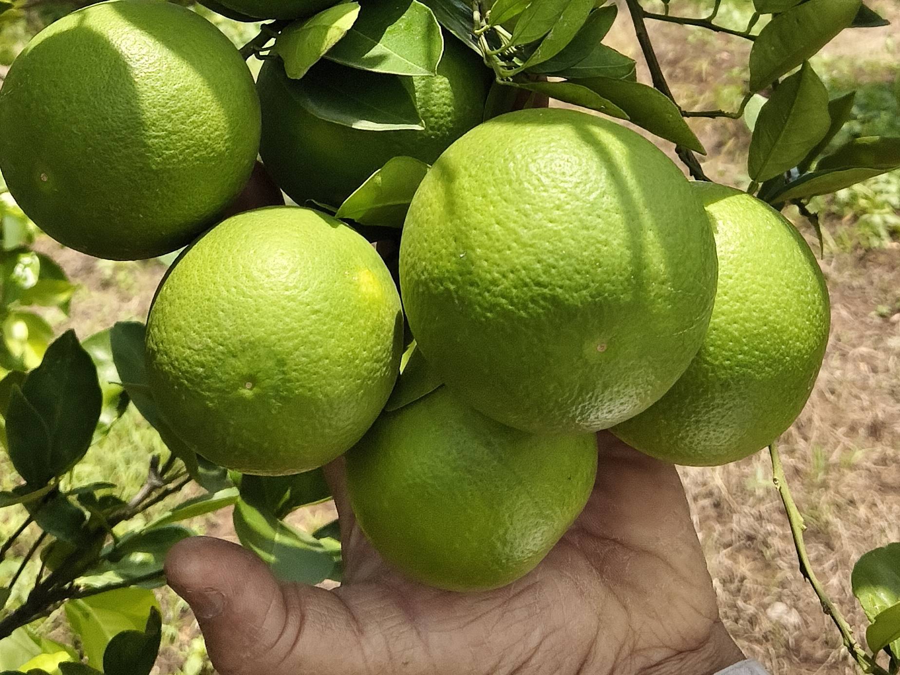 Golden Mousambi बिक्री के लिए, छत्रपति संभाजीनगर, महाराष्ट्र