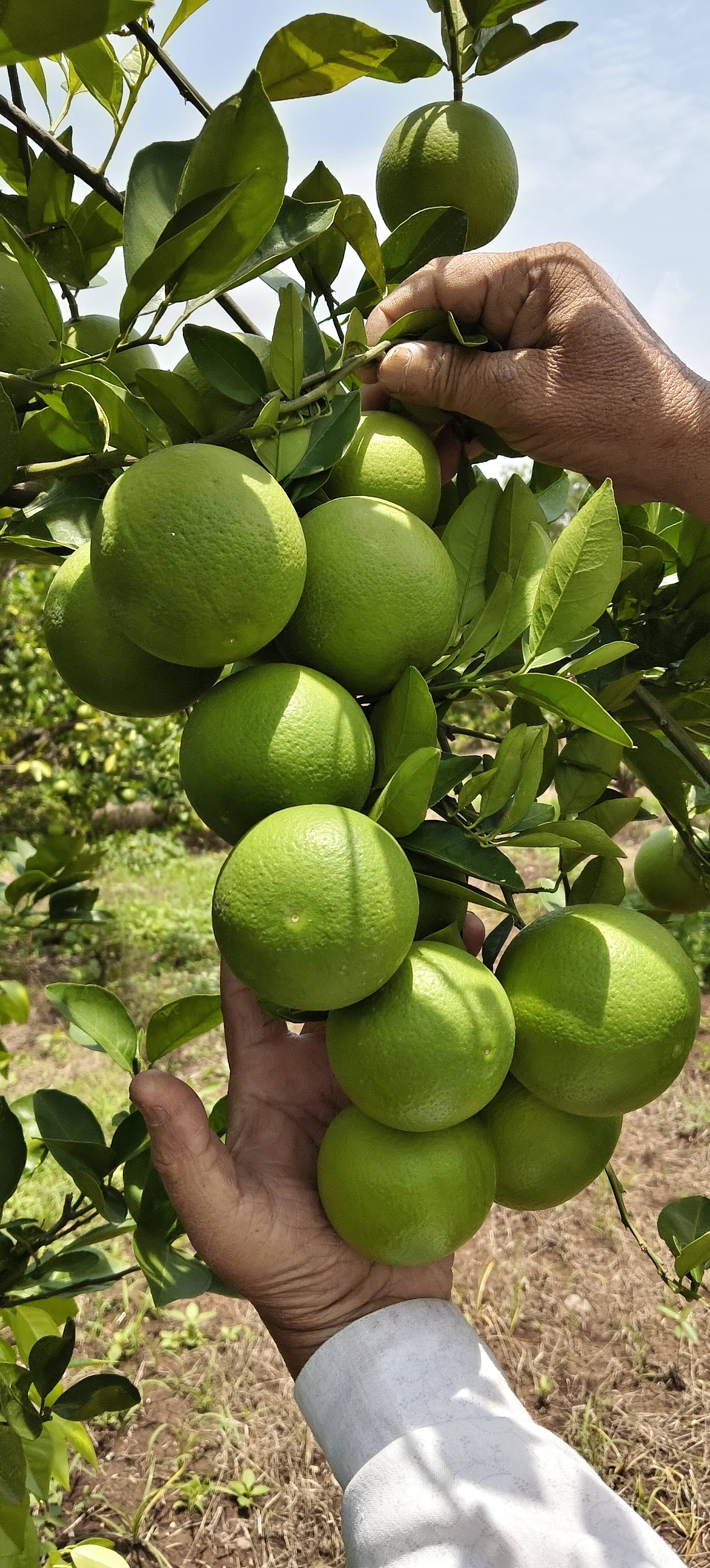 Golden Mousambi बिक्री के लिए, छत्रपति संभाजीनगर, महाराष्ट्र