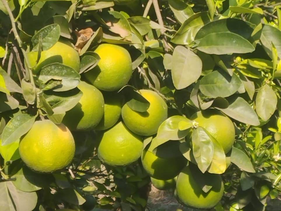 Golden Mousambi बिक्री के लिए, छत्रपति संभाजीनगर, महाराष्ट्र