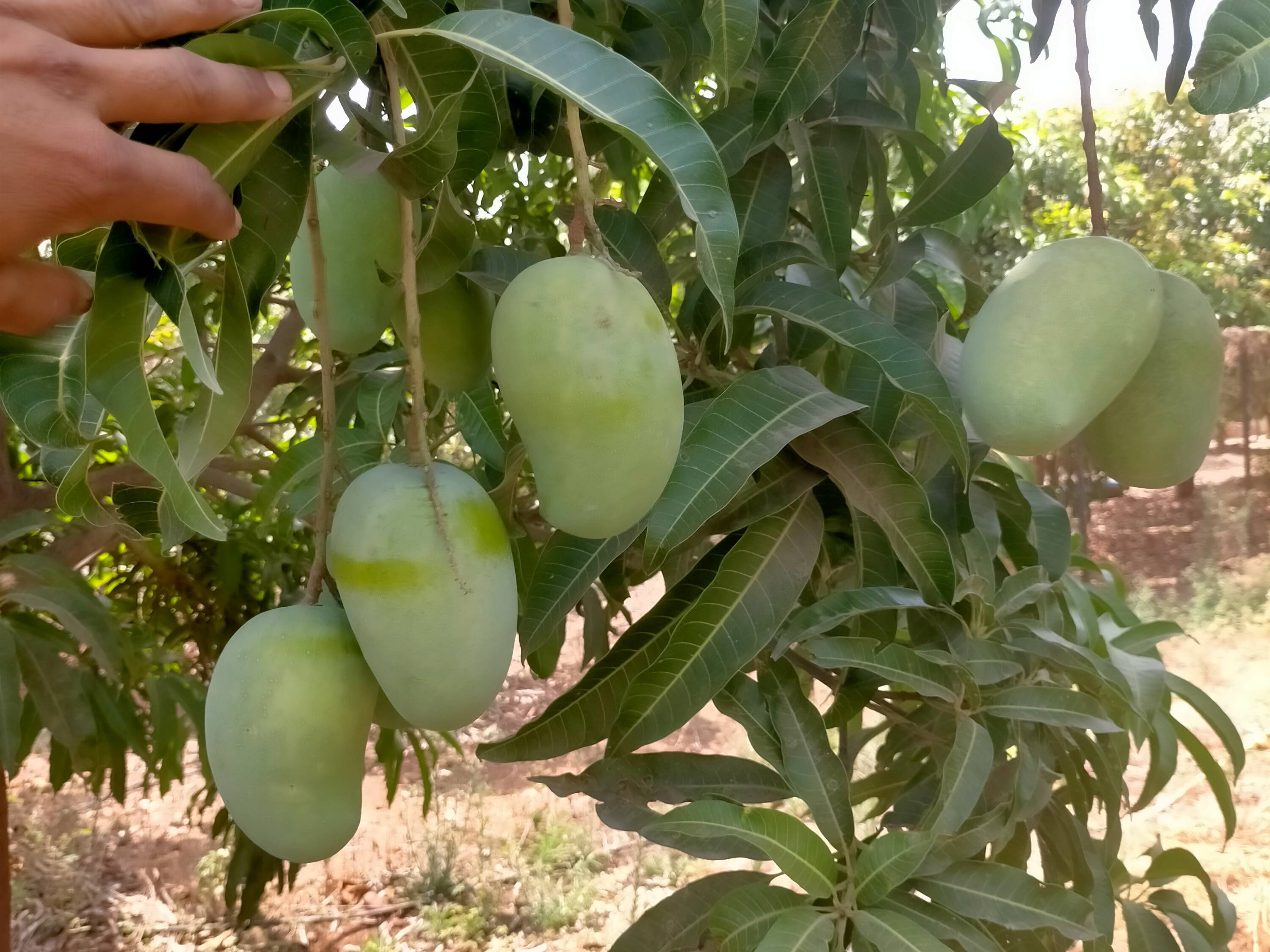 Kesar विक्रीसाठी, नाशिक, महाराष्ट्र