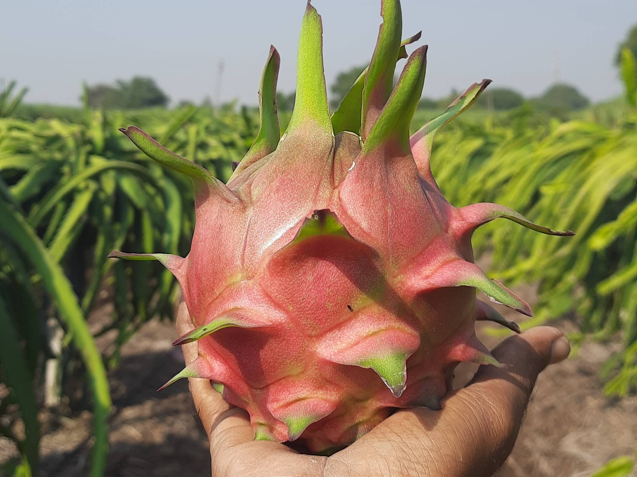 Red Dragon Fruit बिक्री के लिए, सांगली, महाराष्ट्र