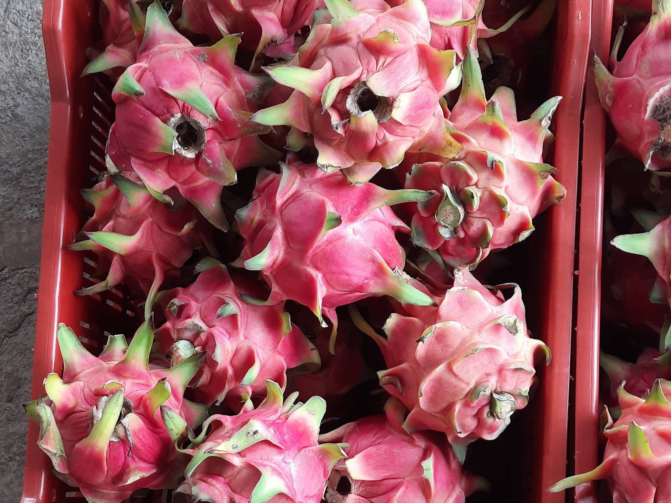 Red Dragon Fruit बिक्री के लिए, सांगली, महाराष्ट्र
