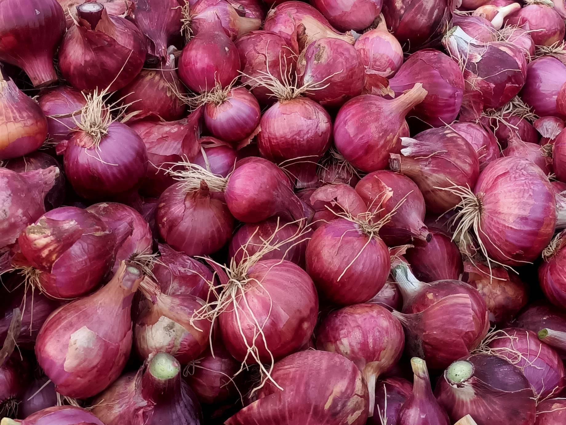 Summer Onion for sale in Ahilyanagar, Maharashtra