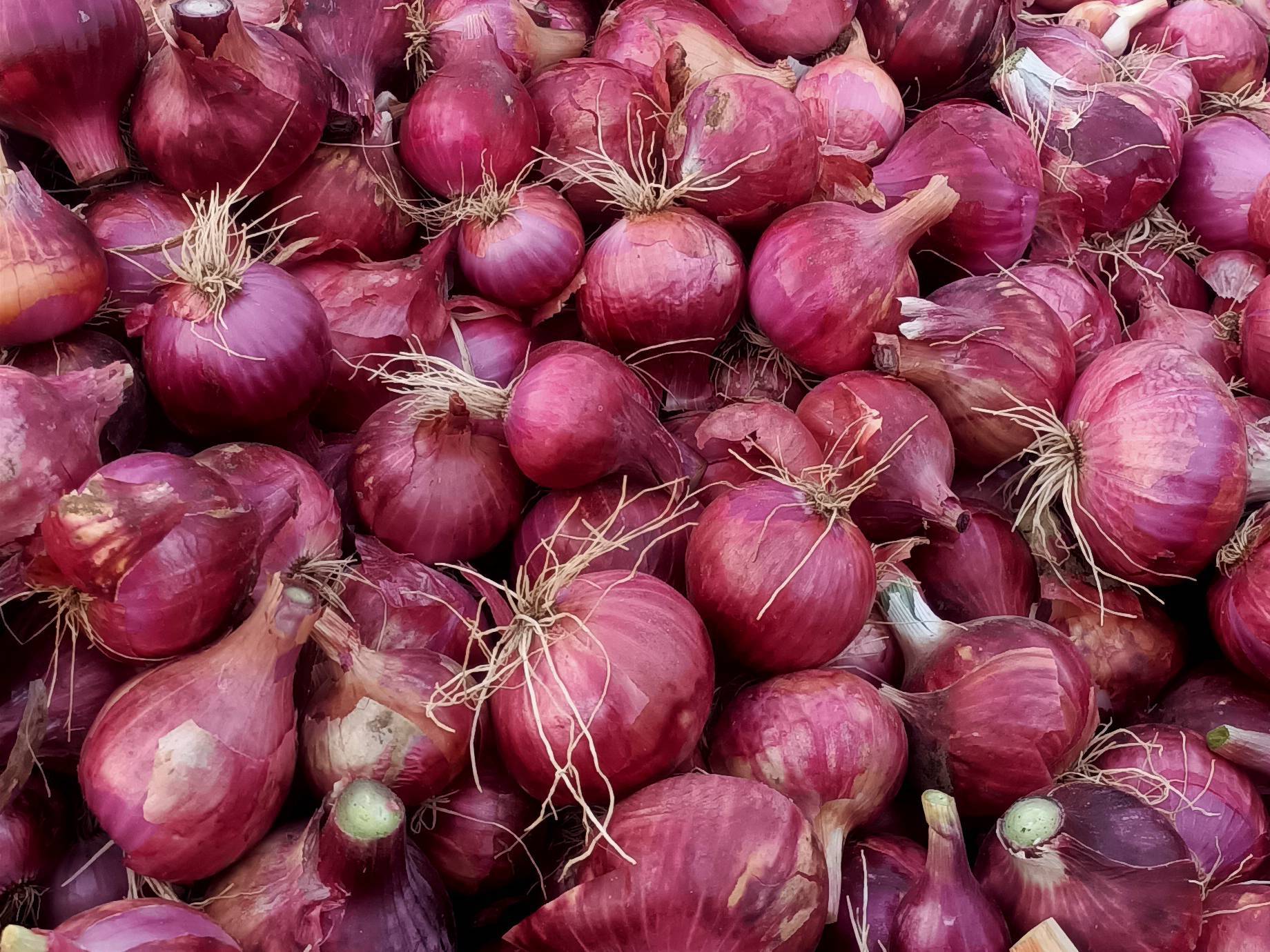 Summer Onion for sale in Ahilyanagar, Maharashtra