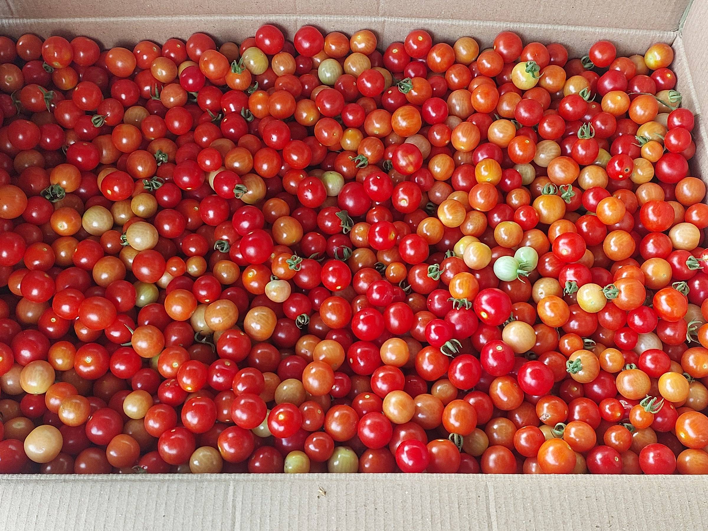 Cherry Tomato for sale in Satara, Maharashtra