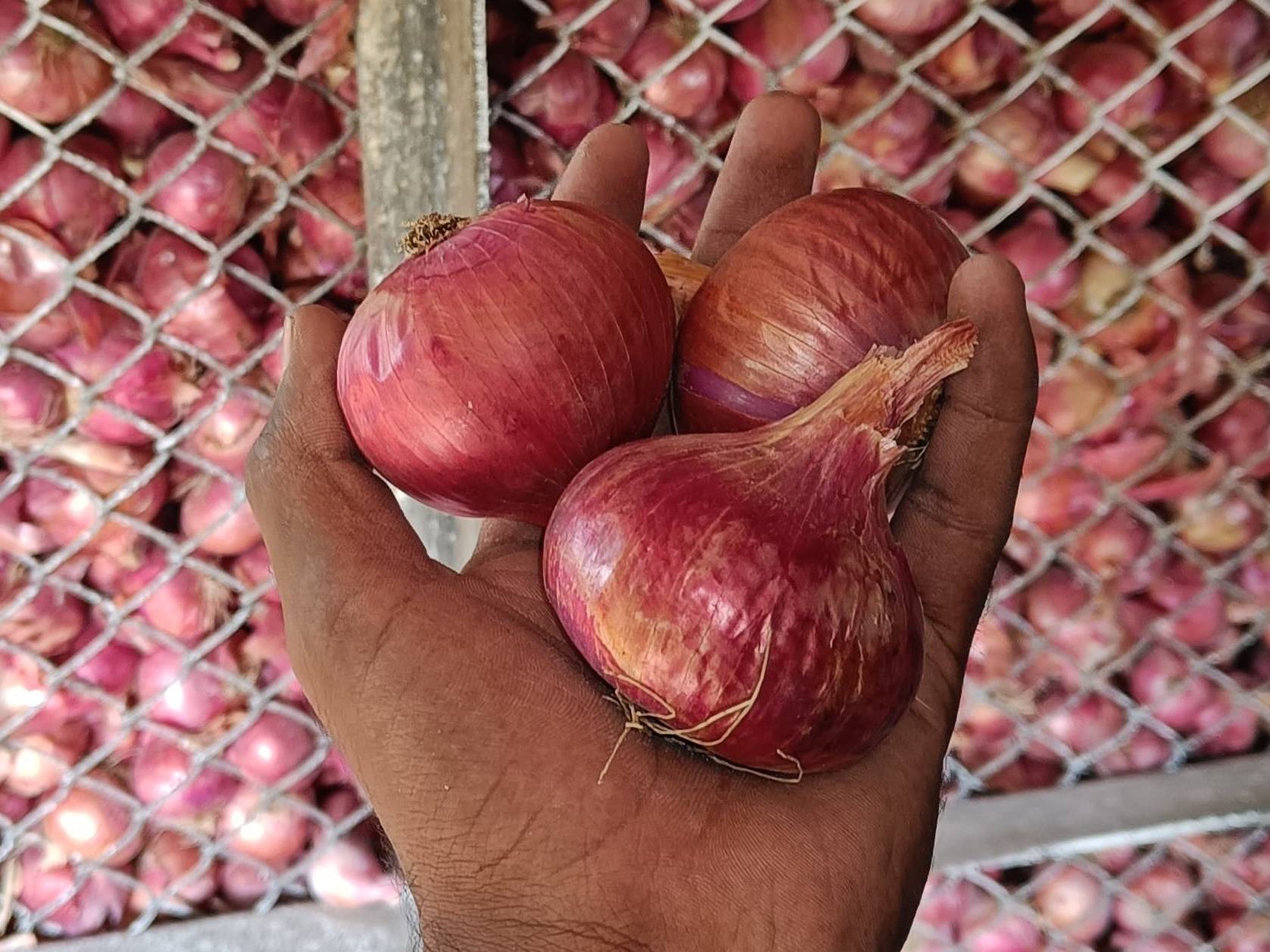 Summer Onion विक्रीसाठी, अहिल्यानगर, महाराष्ट्र