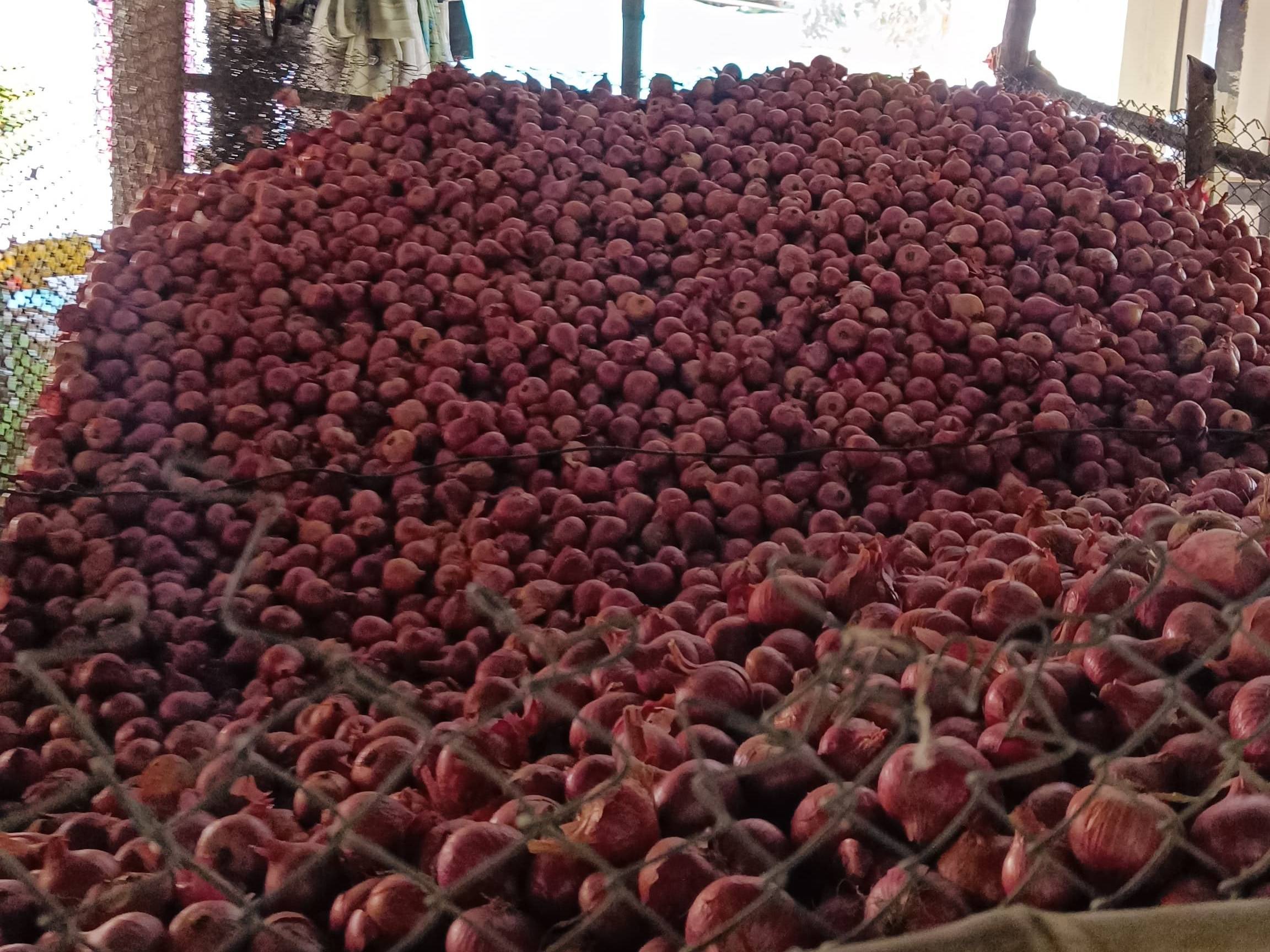 Summer Onion विक्रीसाठी, अहिल्यानगर, महाराष्ट्र
