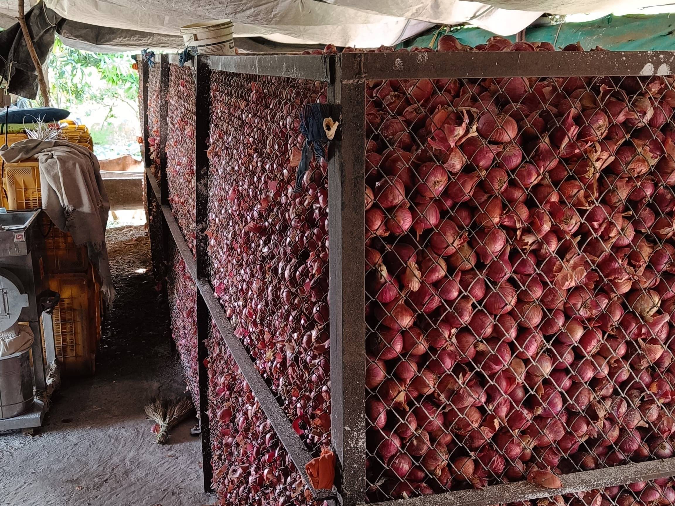 Summer Onion विक्रीसाठी, अहिल्यानगर, महाराष्ट्र