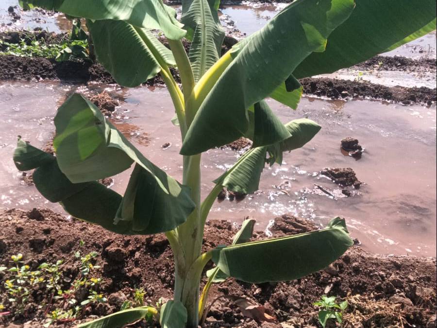 Blue Banana बिक्री के लिए, सातारा, महाराष्ट्र