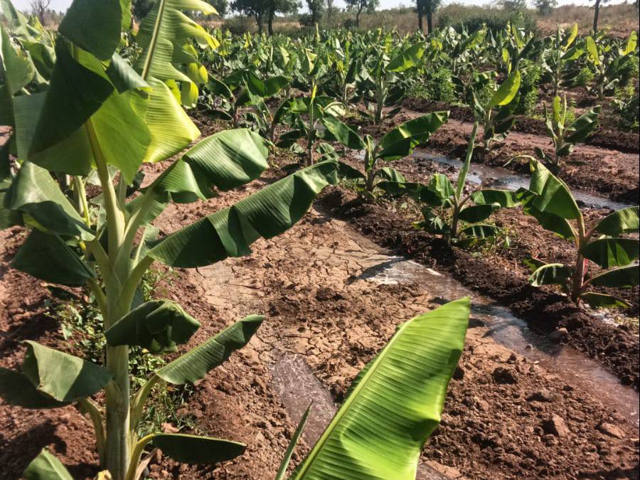 Blue Banana बिक्री के लिए, सातारा, महाराष्ट्र