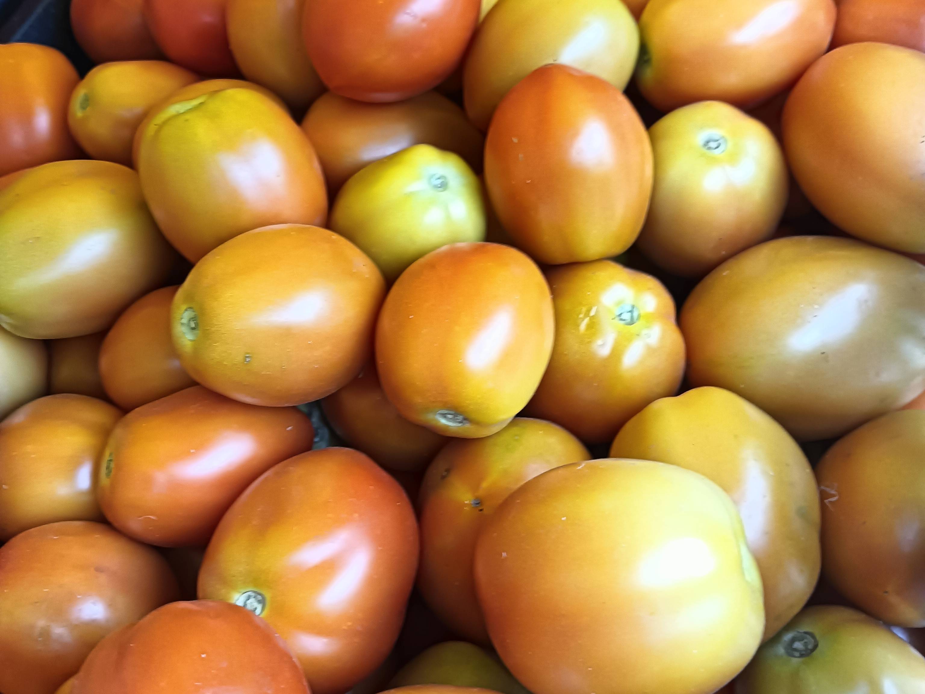 Vaishali Tomato for sale in Buldhana, Maharashtra