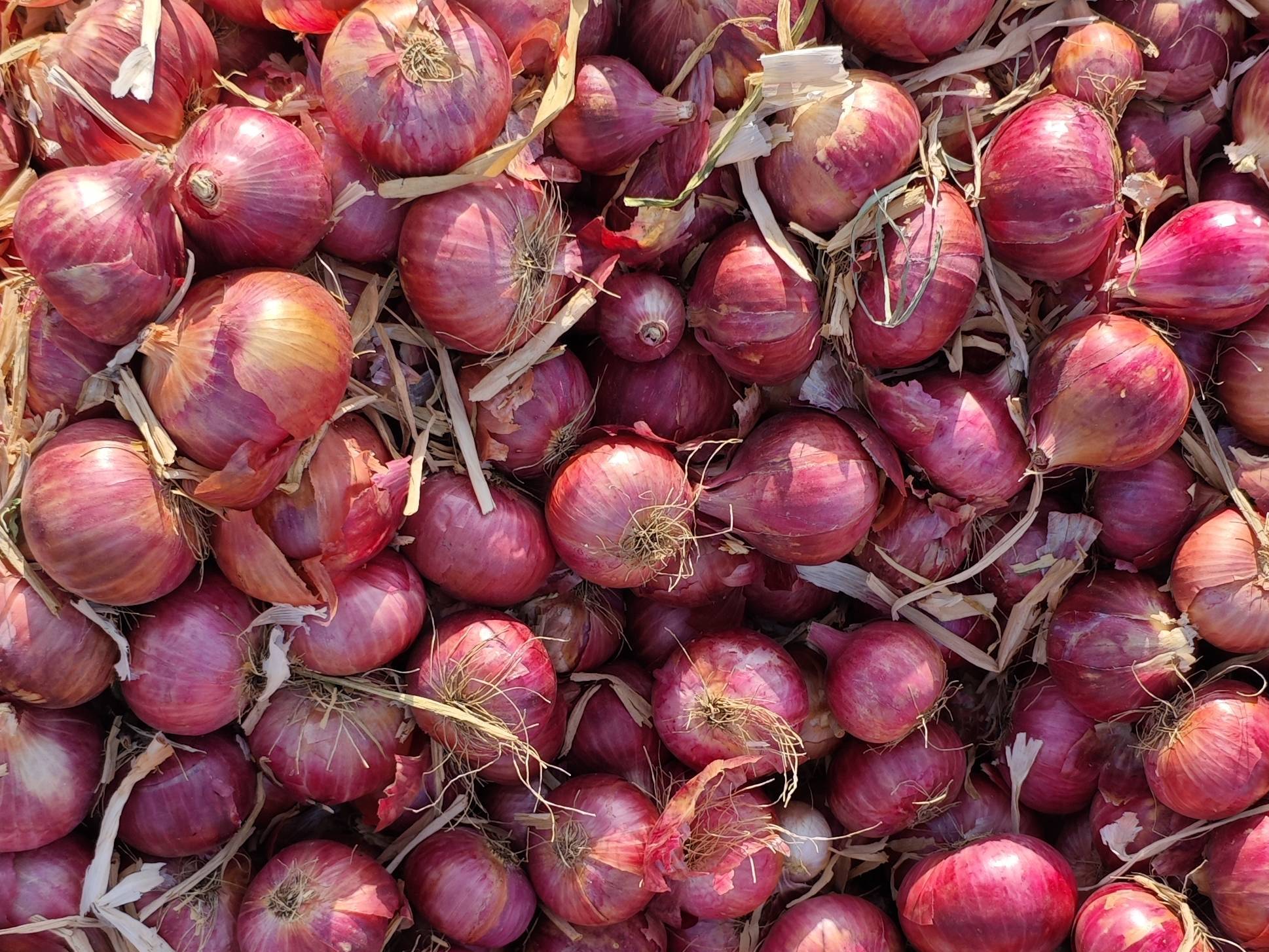 Summer Onion बिक्री के लिए, अहिल्यानगर, महाराष्ट्र