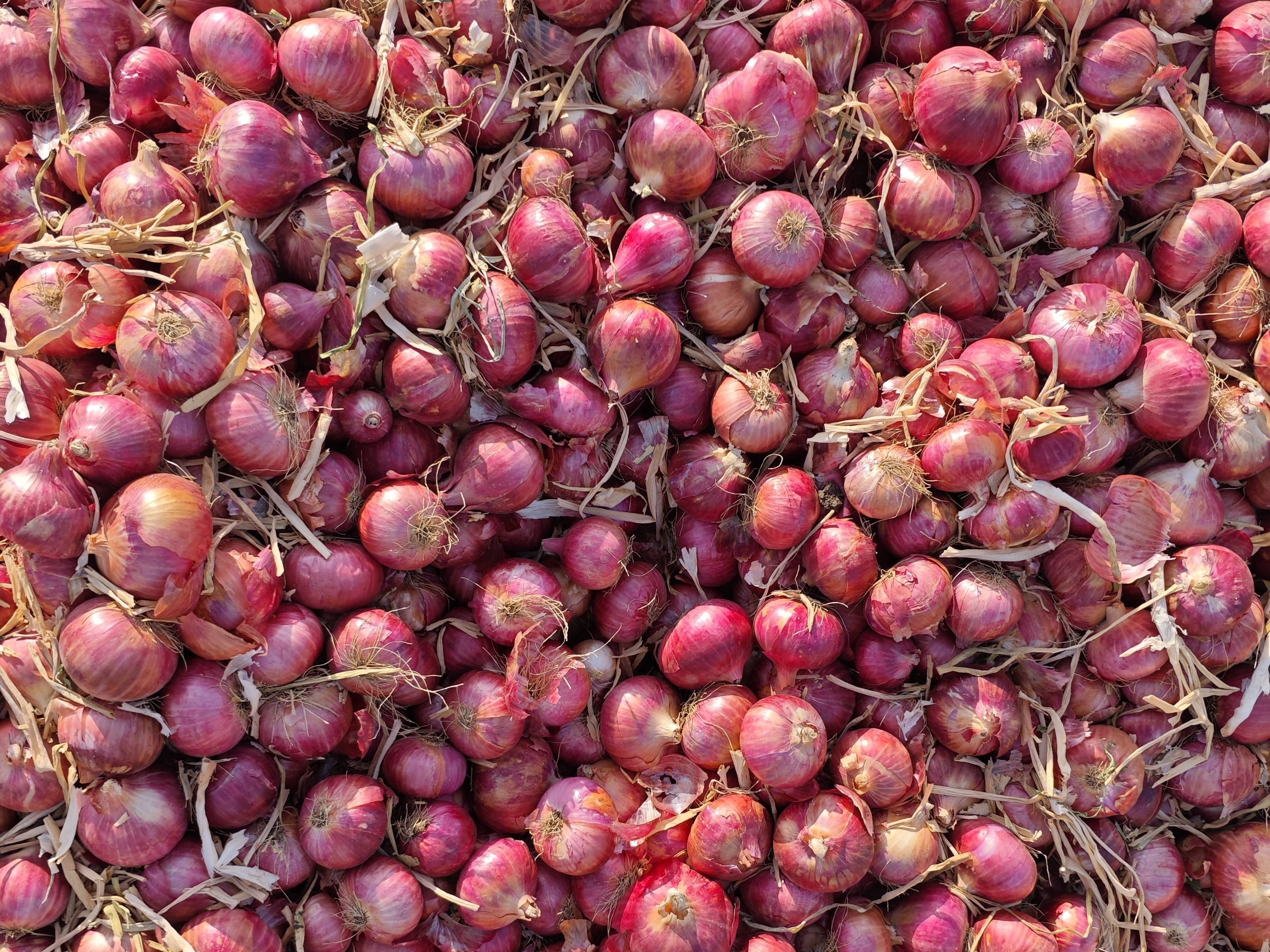 Summer Onion बिक्री के लिए, अहिल्यानगर, महाराष्ट्र