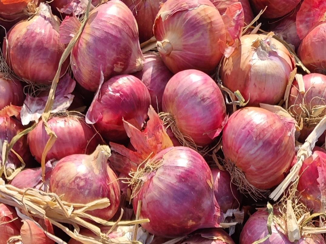 Summer Onion बिक्री के लिए, अहिल्यानगर, महाराष्ट्र