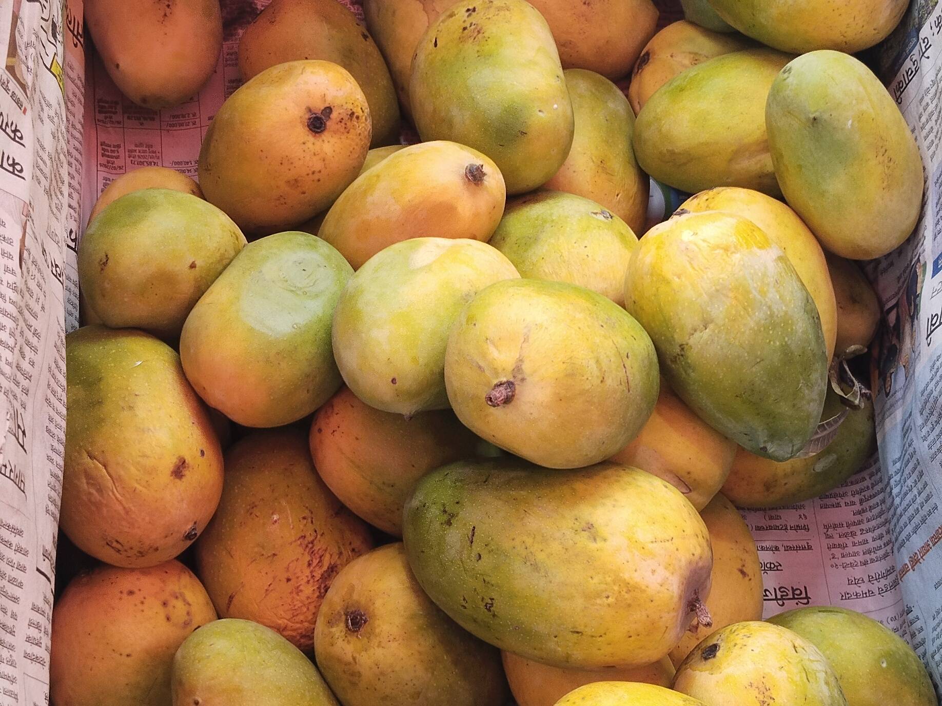 Kesar विक्रीसाठी, अहिल्यानगर, महाराष्ट्र